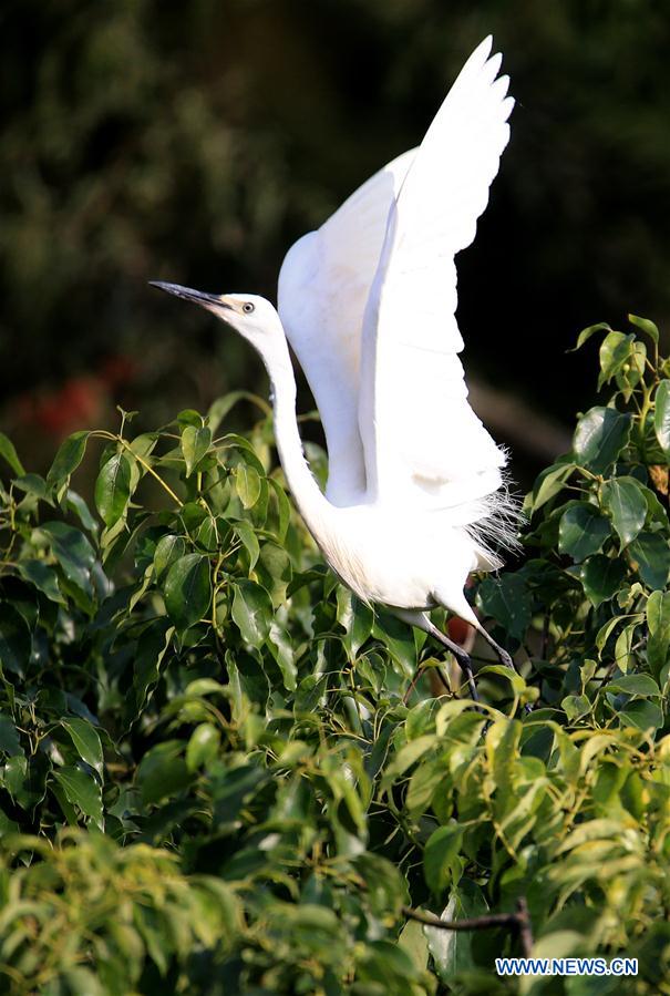 #CHINA-ANHUI-HUANGSHAN-EGRET (CN)