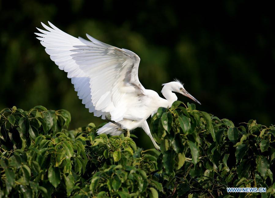 #CHINA-ANHUI-HUANGSHAN-EGRET (CN)