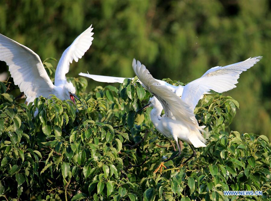 #CHINA-ANHUI-HUANGSHAN-EGRET (CN)