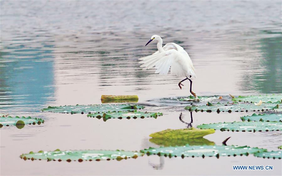 WEEKLY CHOICES OF XINHUA PHOTO 