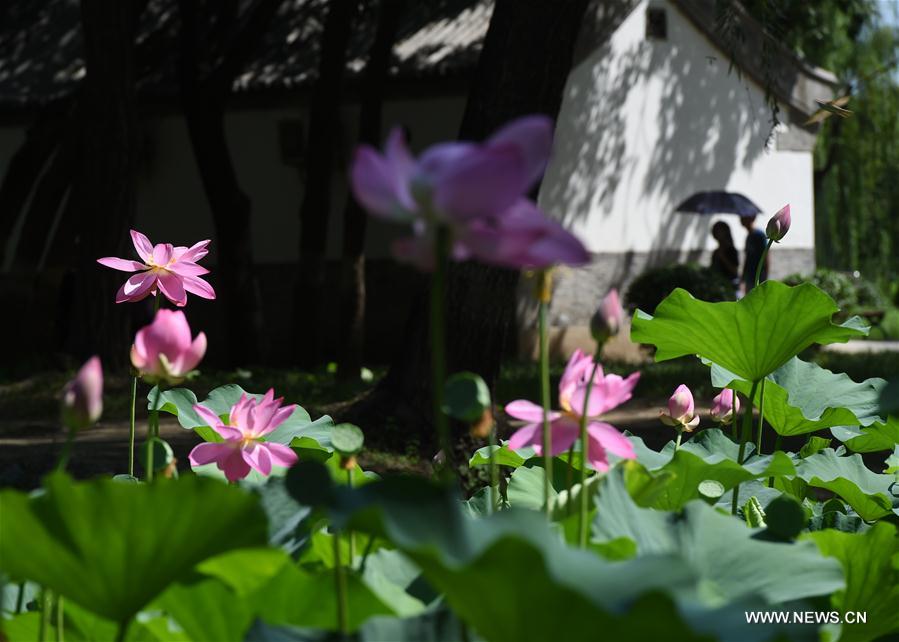 CHINA-BEIJING-LOTUS FLOWER (CN)