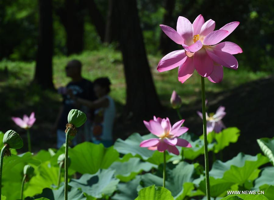 CHINA-BEIJING-LOTUS FLOWER (CN)