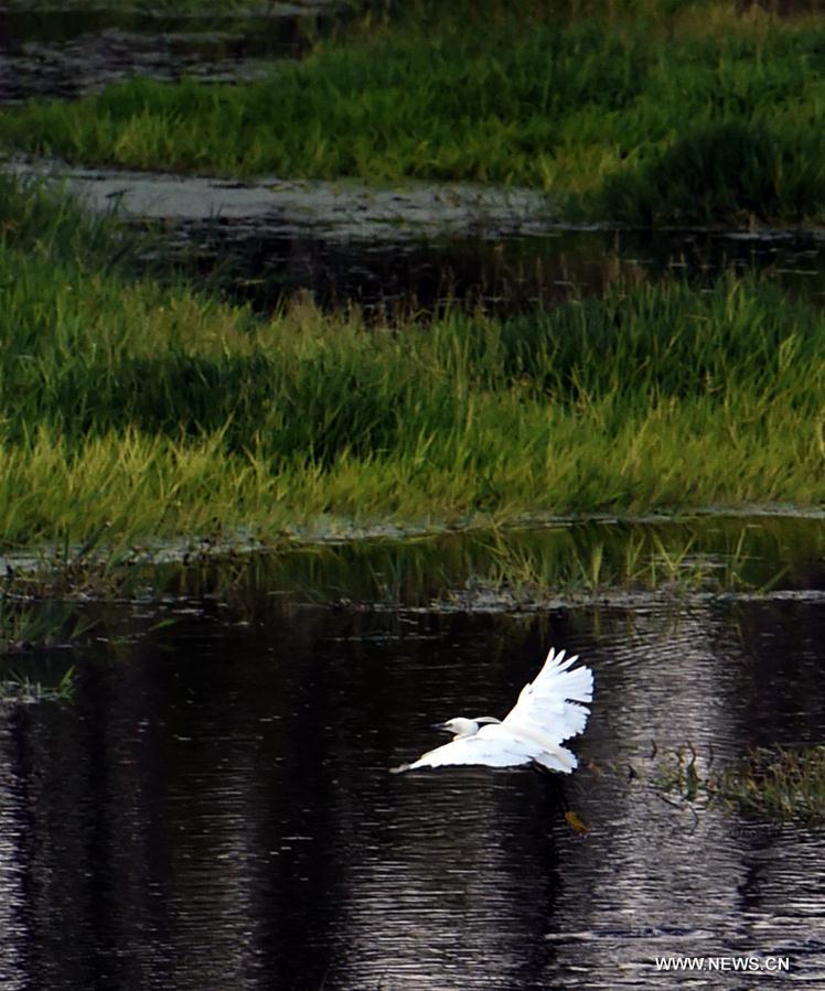 CHINA-KUNMING-WETLAND PARKS (CN)