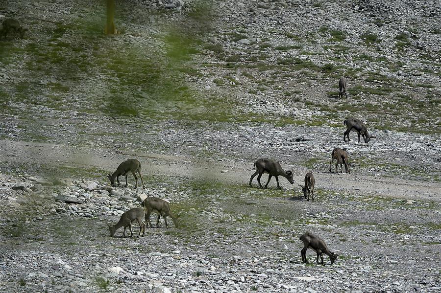 CHINA-NINGXIA-HELAN MOUNTAIN-BLUE SHEEP (CN)