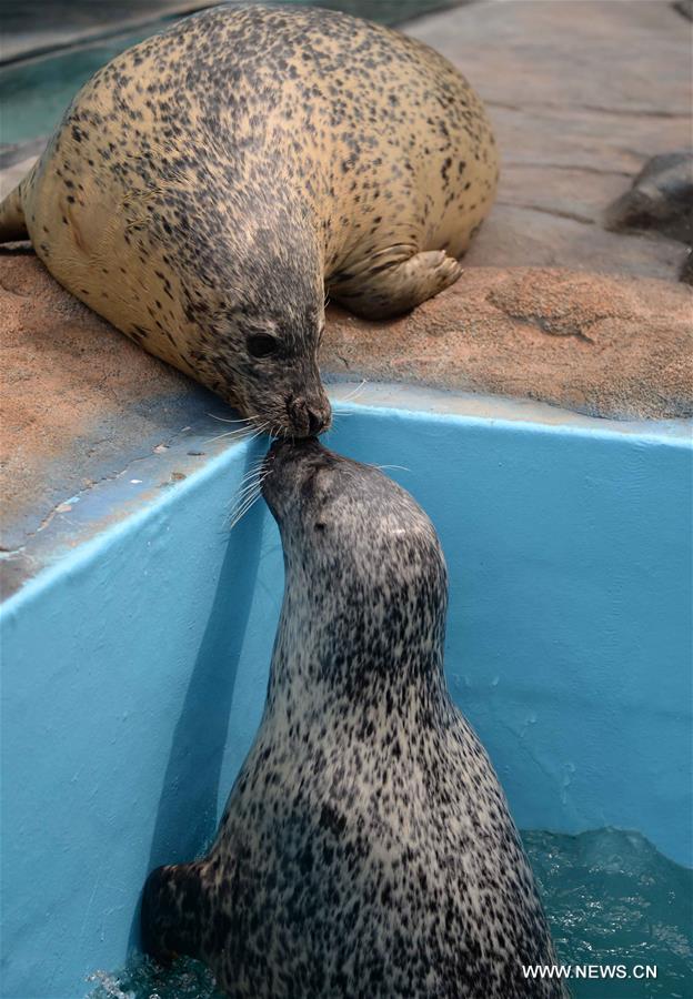 CHINA-HEILONGJIANG-SEALS (CN)