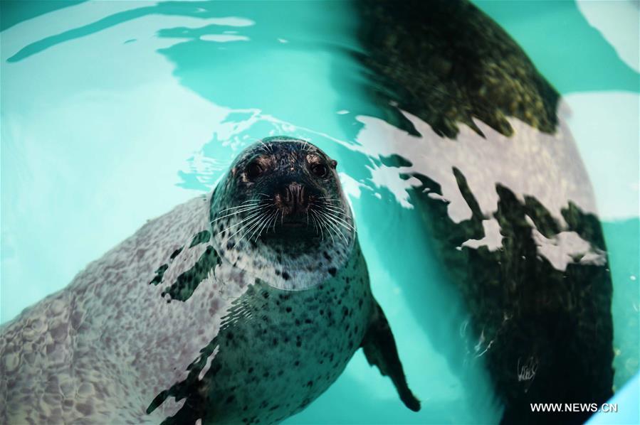 CHINA-HEILONGJIANG-SEALS (CN)