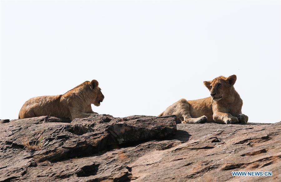 KENYA-NAIROBI-MAASAI MARA NATIONAL RESERVE-LIONS