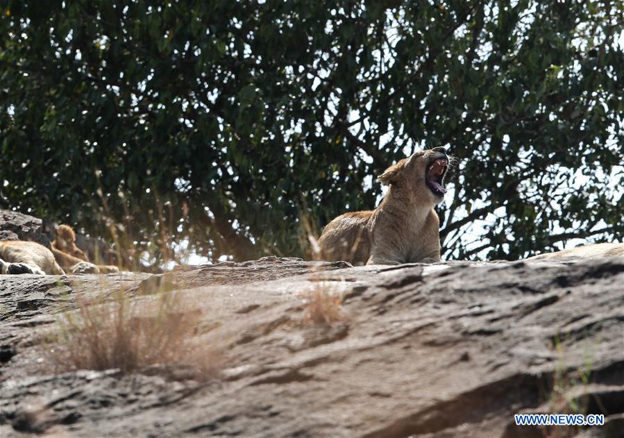 KENYA-NAIROBI-MAASAI MARA NATIONAL RESERVE-LIONS