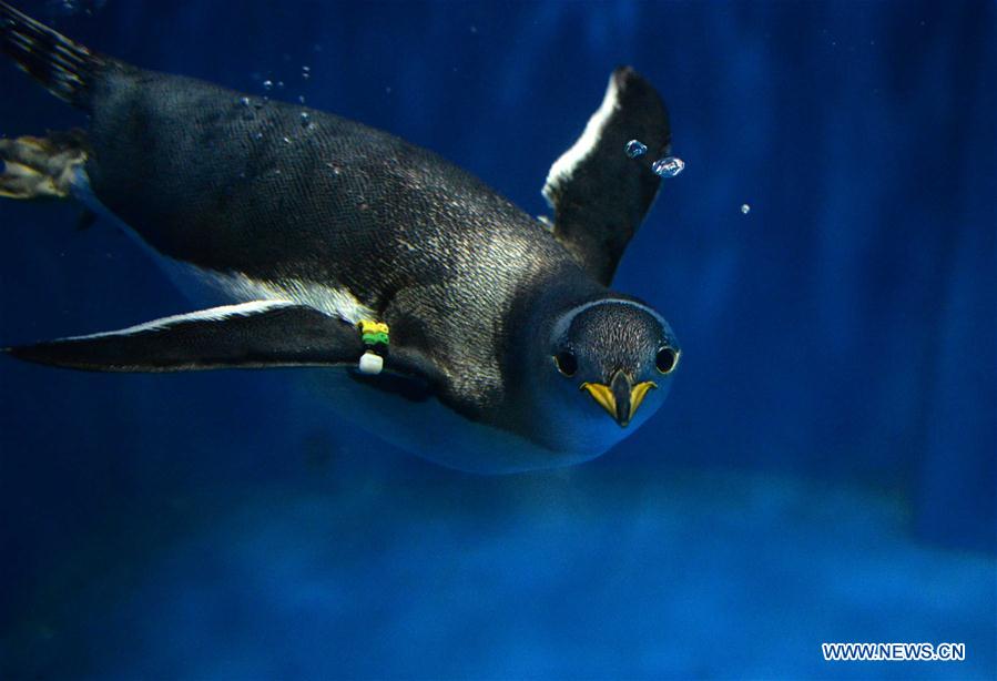 CHINA-HEILONGJIANG-HEAT-PENGUIN (CN)