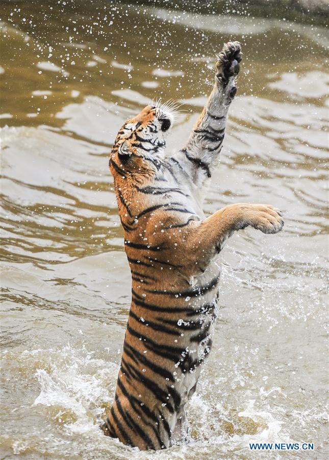 CHINA-HEILONGJIANG-HAILIN-SIBERIAN TIGER (CN) 