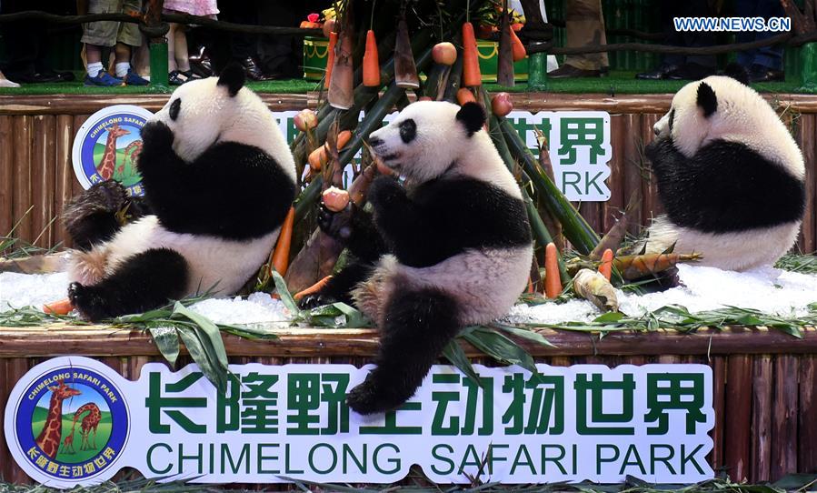 CHINA-GUANGDONG-GIANT PANDA-TRIPLETS-BIRTHDAY (CN)