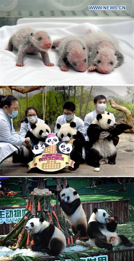 CHINA-GUANGDONG-GIANT PANDA-TRIPLETS-BIRTHDAY (CN)