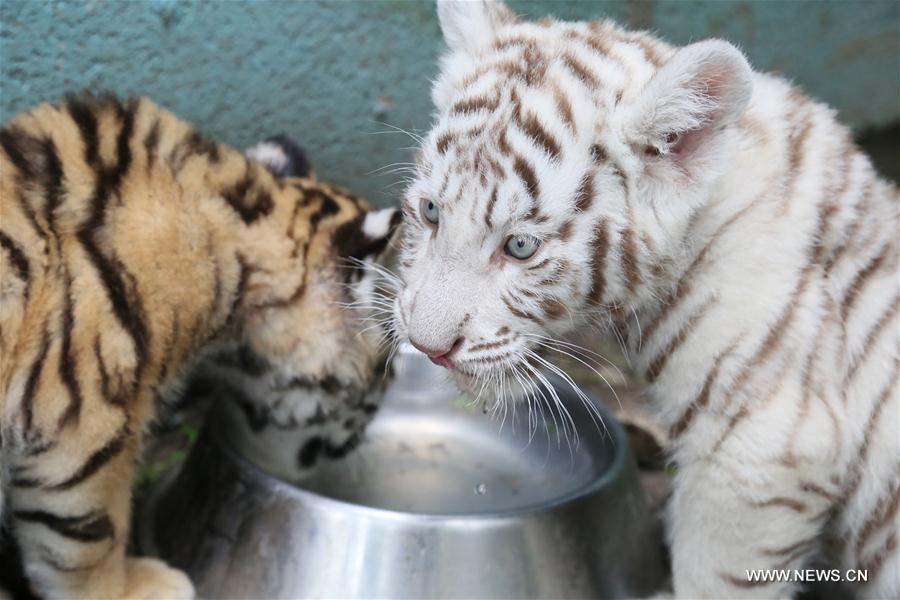 LITHUANIA-KLAIPEDA-TIGER CUB