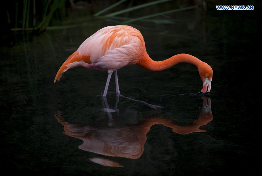 WEEKLY CHOICES OF XINHUA PHOTO