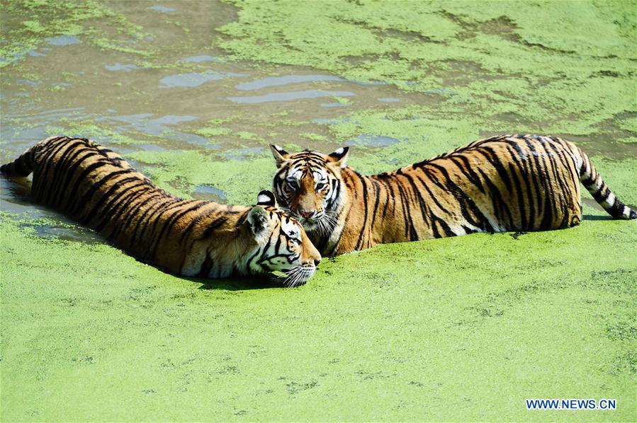 CHINA-HARBIN-SIBERIAN TIGER-SUMMER (CN)