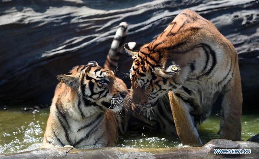 CHINA-HARBIN-SIBERIAN TIGER-SUMMER (CN)