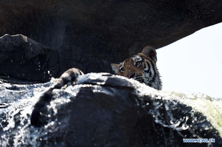 CHINA-HARBIN-SIBERIAN TIGER-SUMMER (CN)