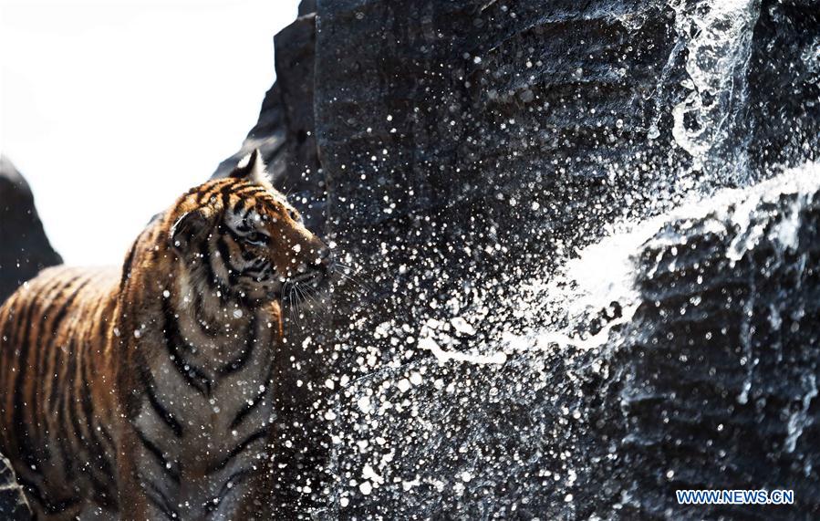 CHINA-HARBIN-SIBERIAN TIGER-SUMMER (CN)