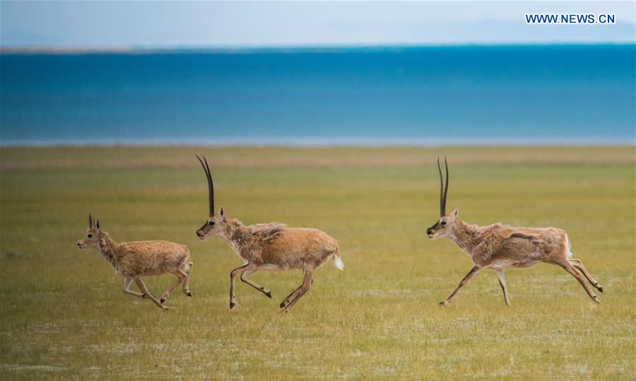 CHINA-TIBET-LHASA-ANTELOPE (CN)