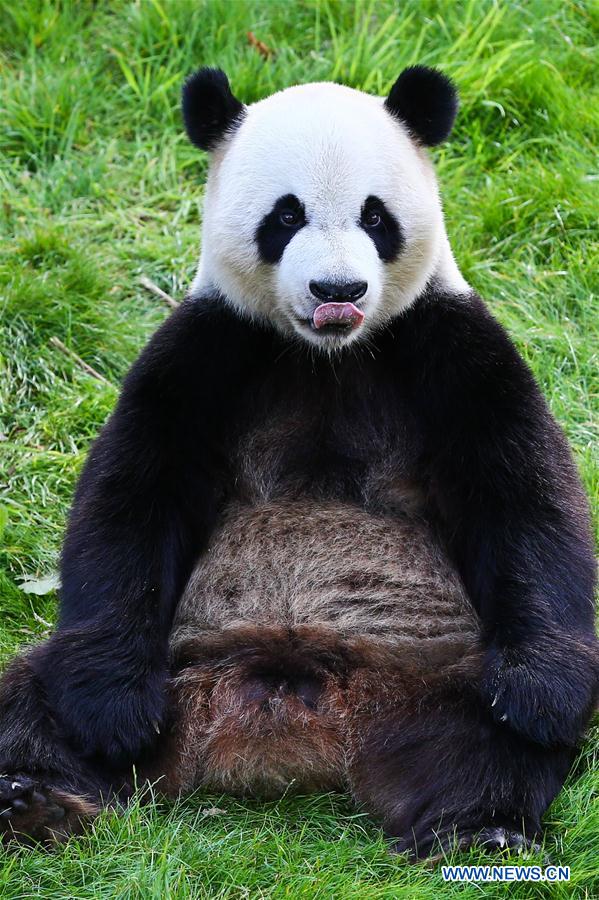 BELGIUM--CHINA PANDA CUB