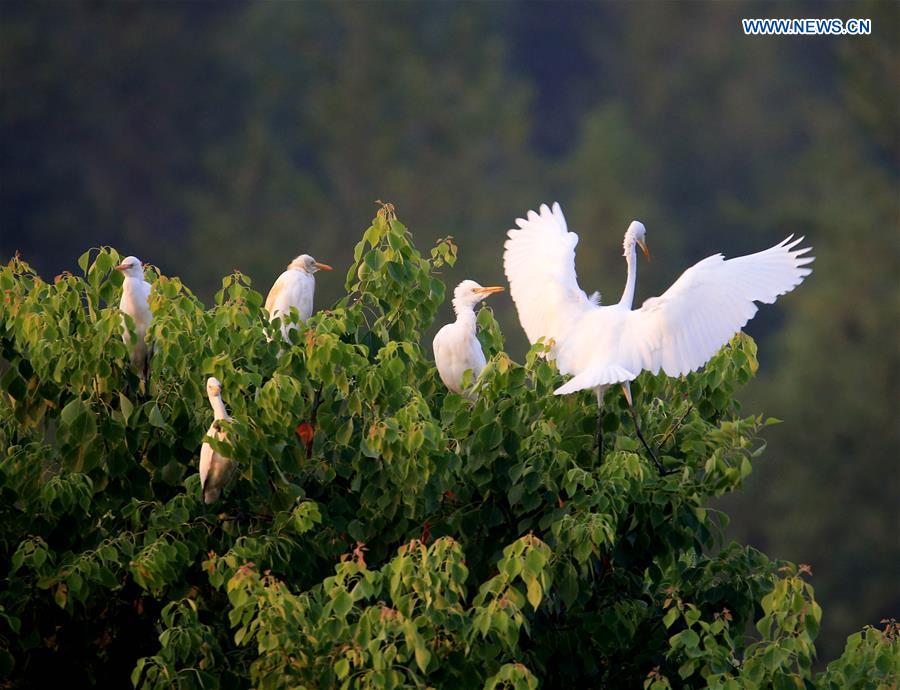 #CHINA-ANHUI-HUANGSHAN-EGRETS(CN)