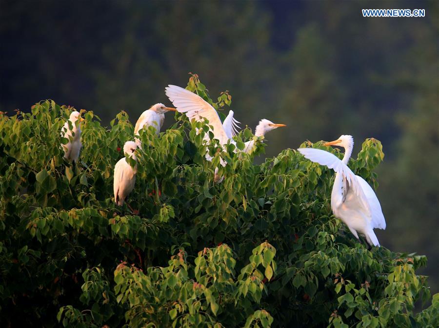 #CHINA-ANHUI-HUANGSHAN-EGRETS(CN)