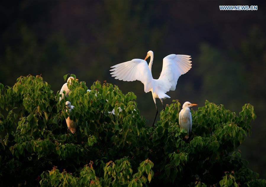 #CHINA-ANHUI-HUANGSHAN-EGRETS(CN)