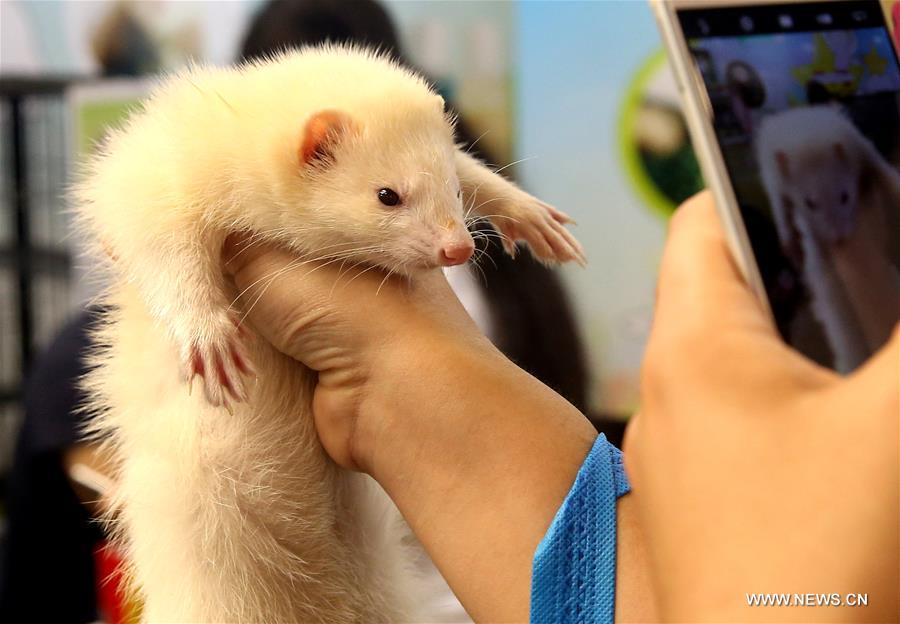 A visitor takes photo of a ferret during the 19th Pet Fair Asia held in Shanghai, east China, Aug. 20, 2016.