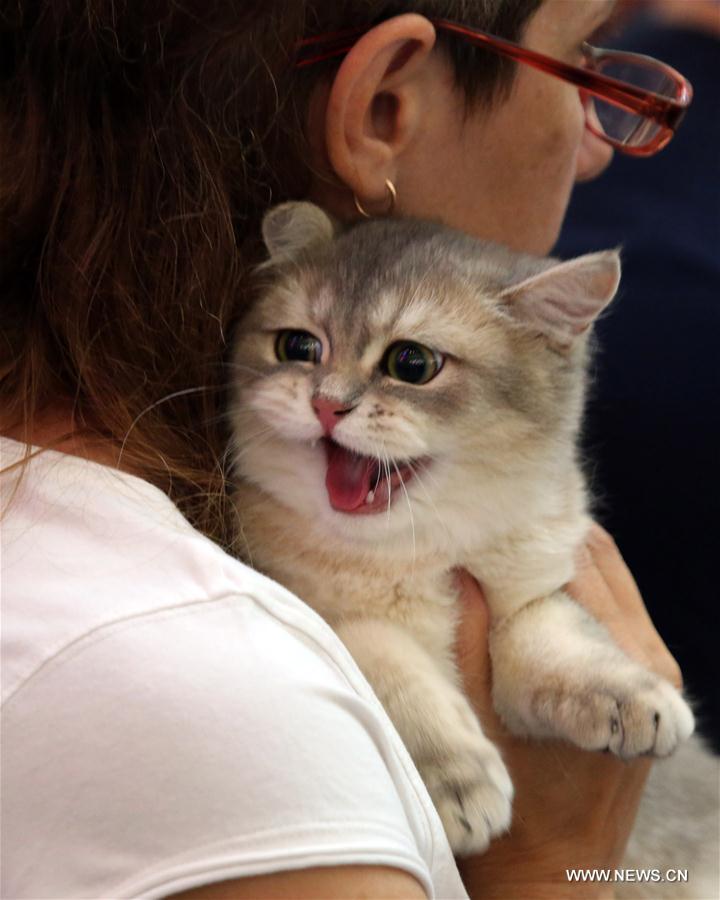 #CHINA-SHENYANG-PET CAT-EXPOSITION (CN)