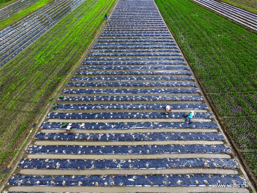 Farmers are busy with sowing vegetable in Baise of Guangxi after 'Liqiu', the first day of autumn on Chinese lunar calendar.