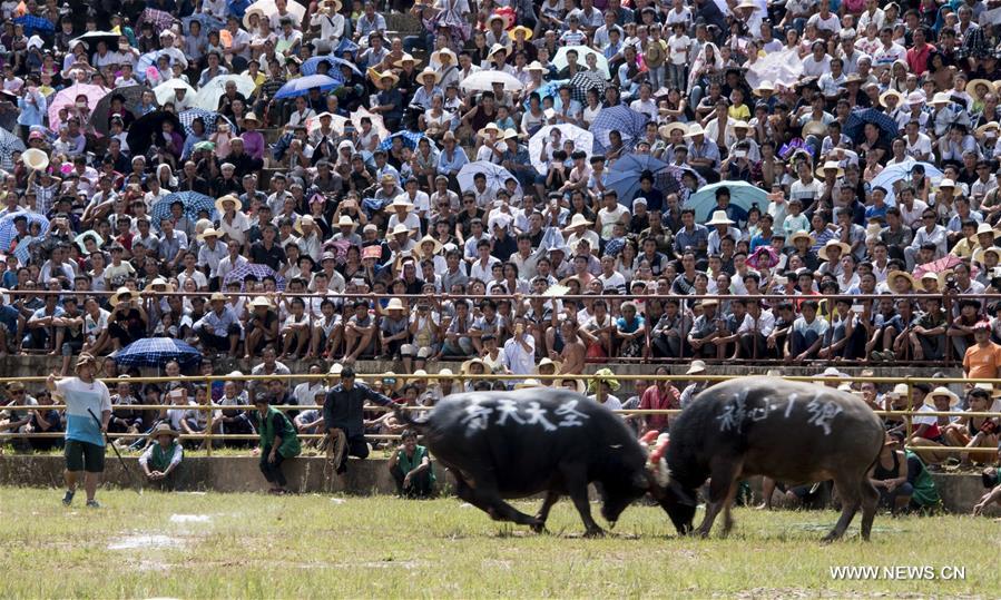 Sixty bulls from Guizhou and Guangxi took part in a bullfighting here on Sunday. 