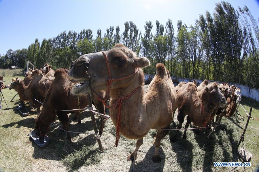 A group of Chinese caravan with 54 camels, 10 horses, 15 vehicles and more than 50 people entered Kyrgyzstan on Aug. 22 to continue their Silk Road culture tour. (Xinhua/Roman Gainanov) 