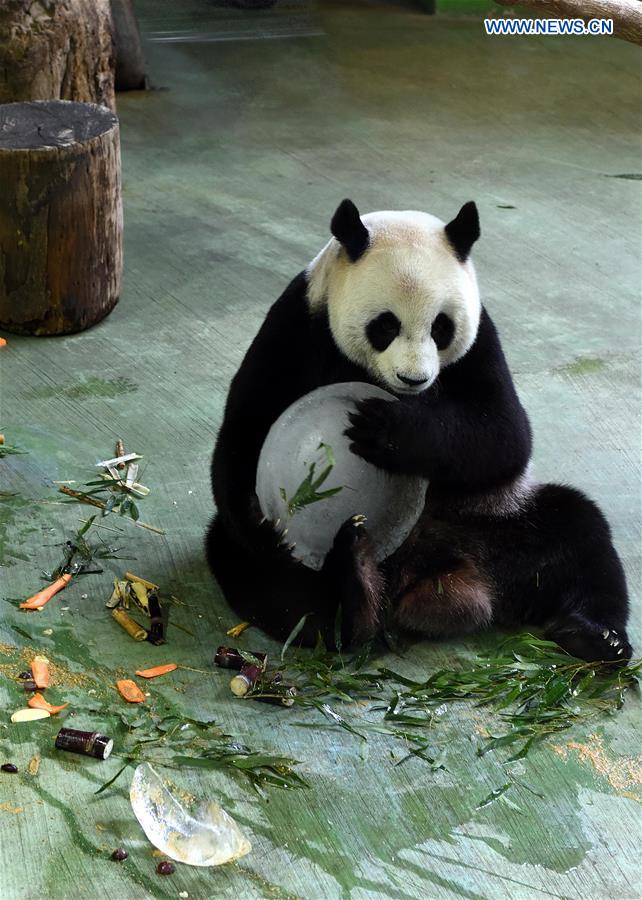 CHINA-TAIPEI-GIANT PANDAS-BIRTHDAY (CN)