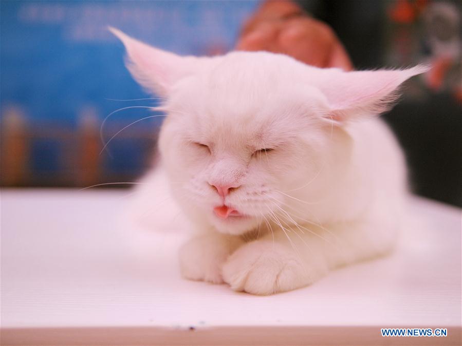 CHINA-CHENGDU-CAT SHOW (CN)