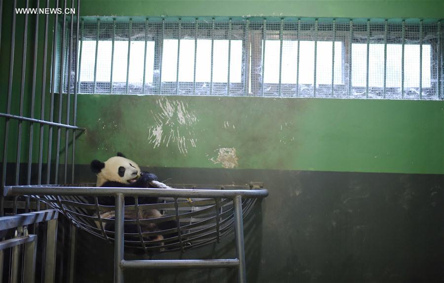 CHINA-CHENGDU-GIANT PANDA-RETURN TO WILD-TRAINING (CN)