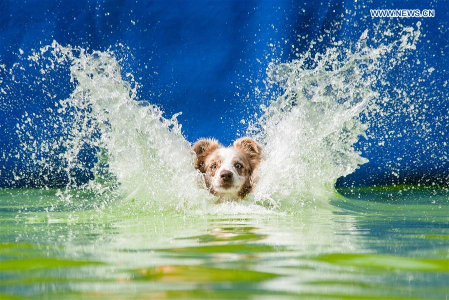 SLOVENNIA-KAMNIK-DOG JUMPING COMPETITION