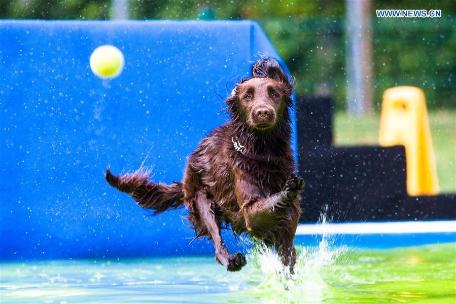 SLOVENNIA-KAMNIK-DOG JUMPING COMPETITION