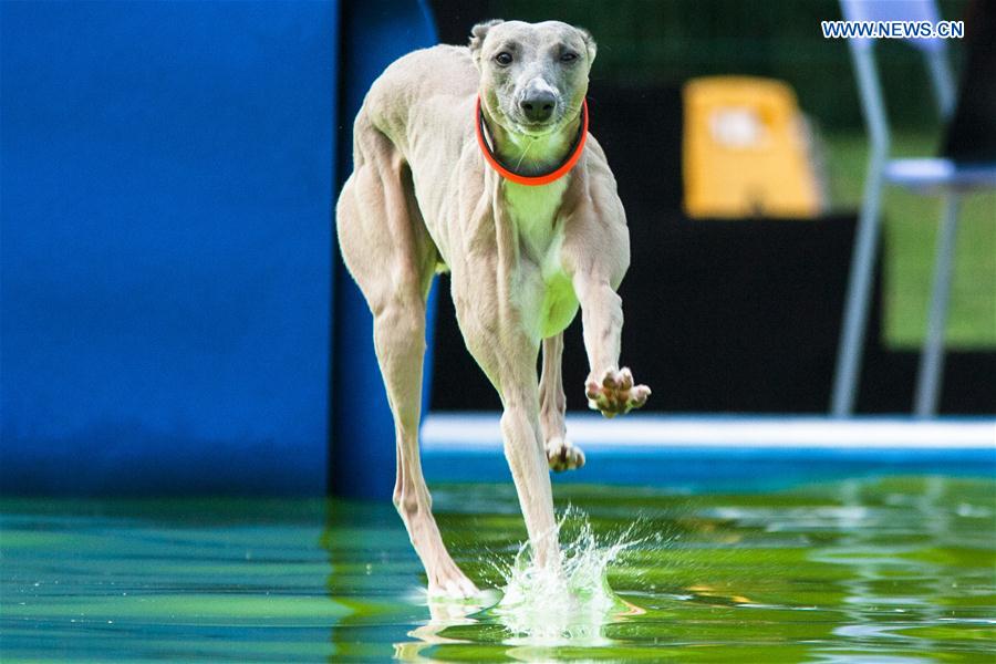 SLOVENNIA-KAMNIK-DOG JUMPING COMPETITION