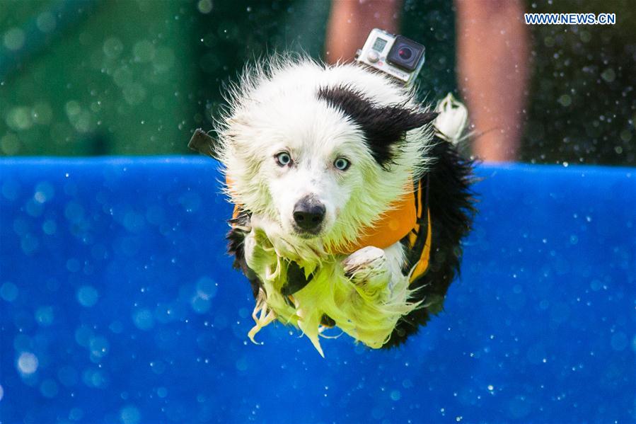 SLOVENNIA-KAMNIK-DOG JUMPING COMPETITION