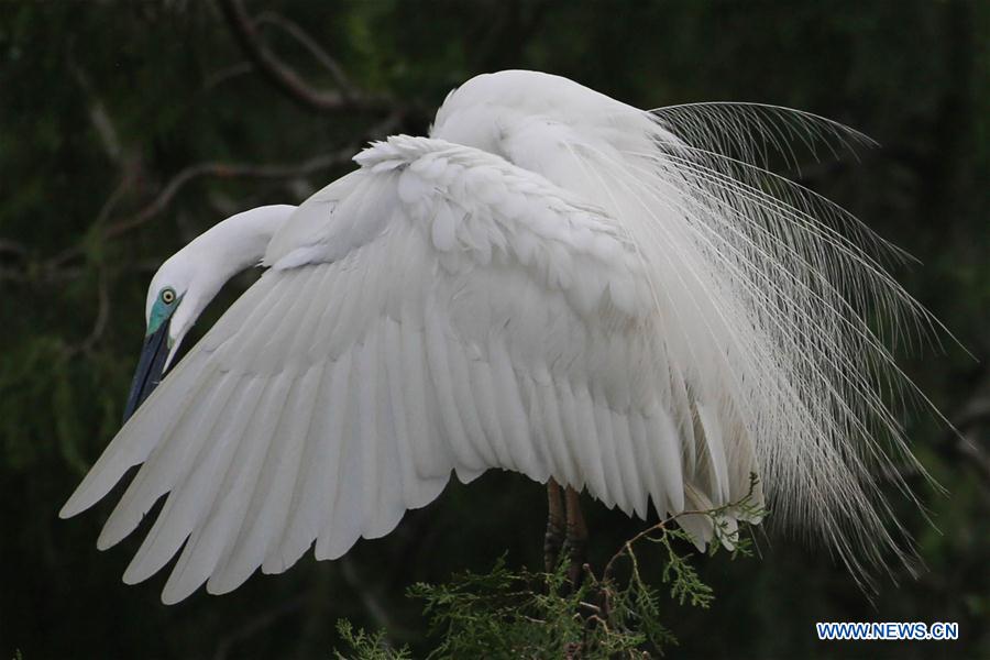 #CHINA-JIANGSU-HUAI'AN-EGRET (CN)