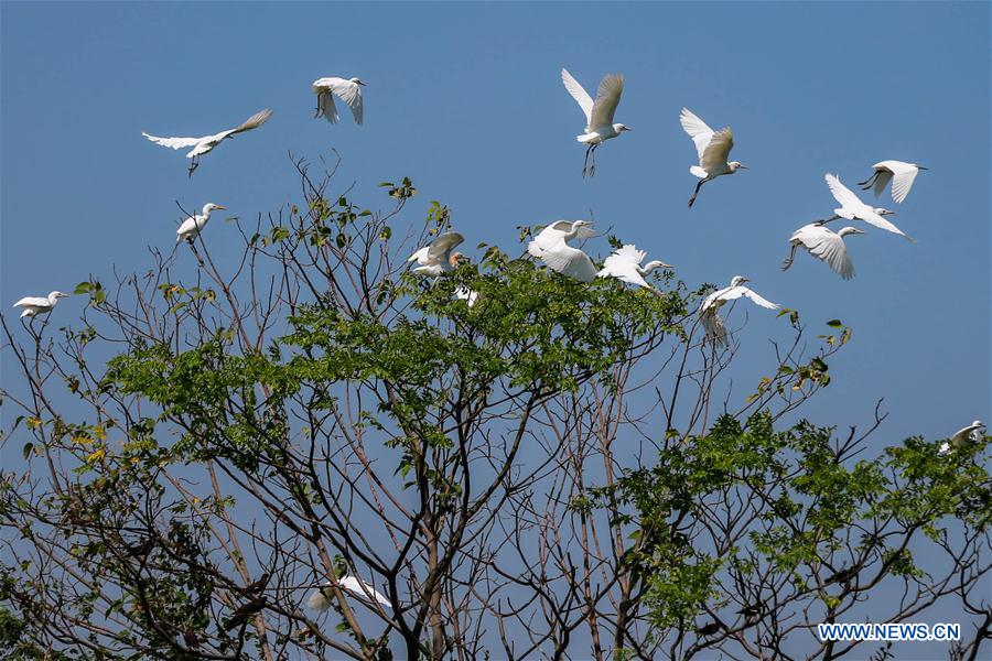 #CHINA-JIANGSU-HUAI'AN-EGRET (CN)