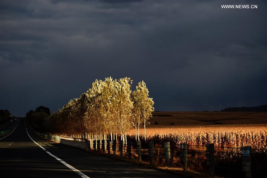 CHINA-HEILONGJIANG-AUTUMN SCENERY (CN)