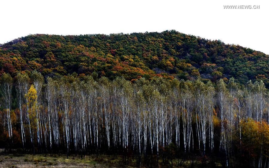 CHINA-HEILONGJIANG-AUTUMN SCENERY (CN)