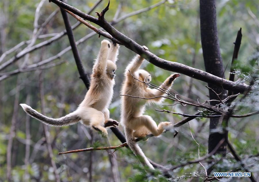 CHINA-SHAANXI-FOPING-GOLDEN MONKEY(CN)