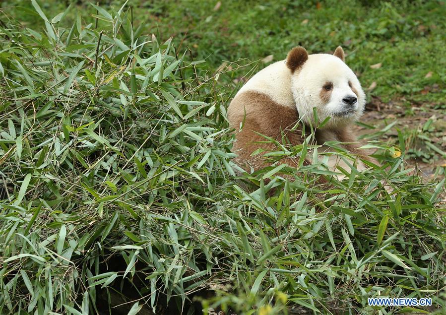 CHINA-SHAANXI-FOPING-BROWN GIANT PANDA (CN)