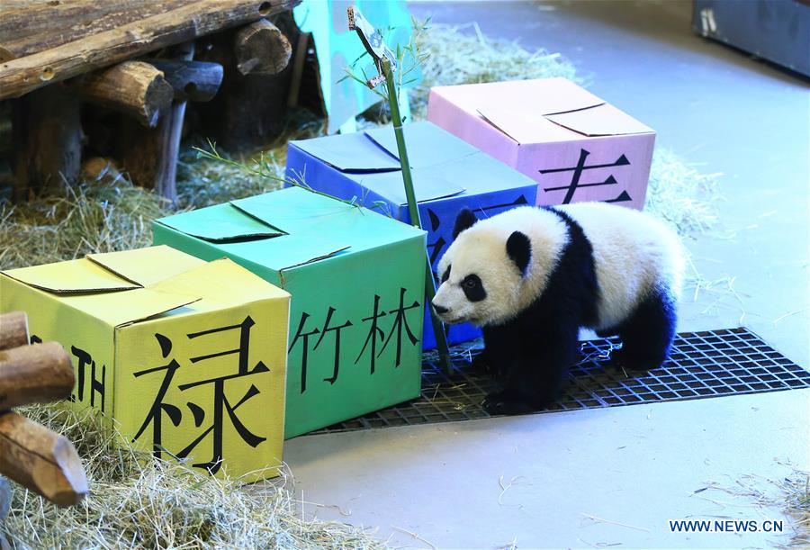 CANADA-TORONTO-TWIN PANDA CUBS-FIRST BIRTHDAY CELEBRATION