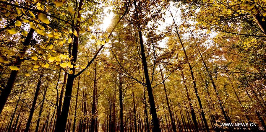 People pick up ginkgo nuts at a plantation in Zhanggezhuang Village of Changping District in Beijing, capital of China, Oct. 13, 2016.