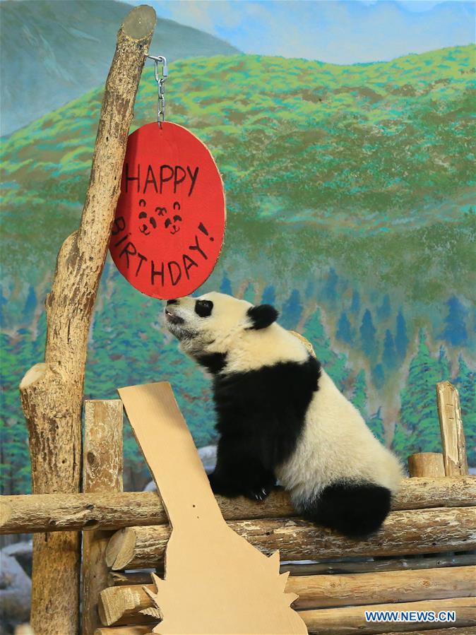 CANADA-TORONTO-TWIN PANDA CUBS-FIRST BIRTHDAY CELEBRATION