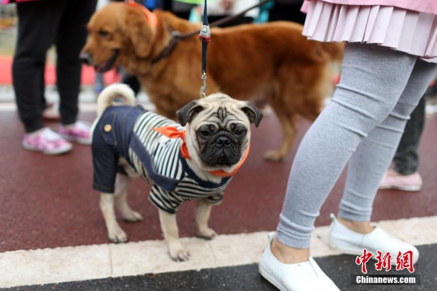 Four-legged animals turn two-legged sprinters