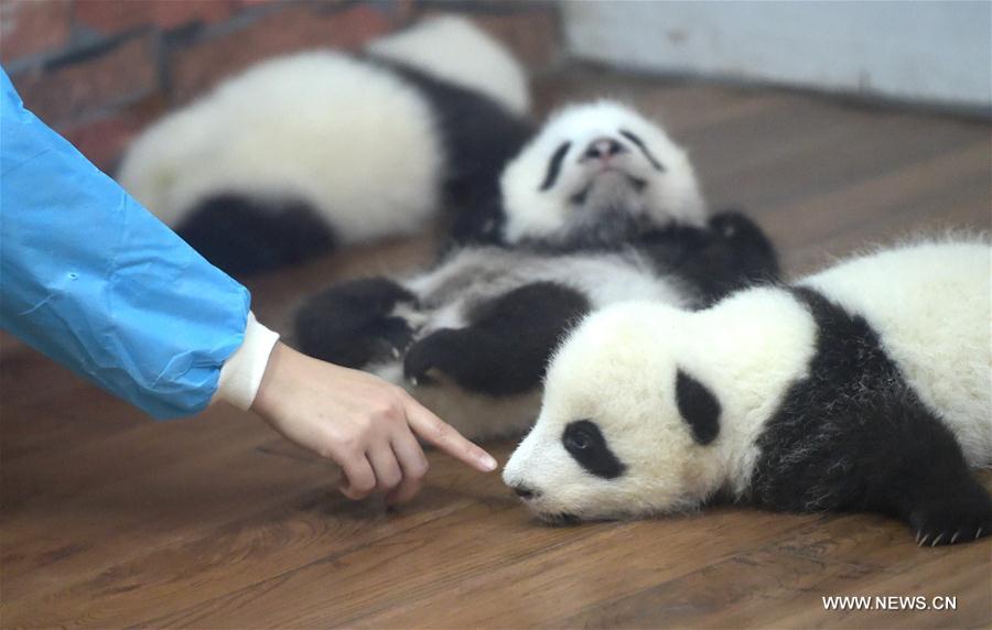 CHINA-CHENGDU-GIANT PANDA-